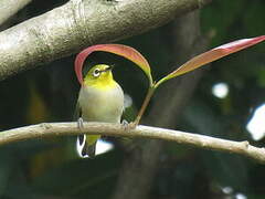 Swinhoe's White-eye