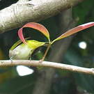 Zostérops de Swinhoe
