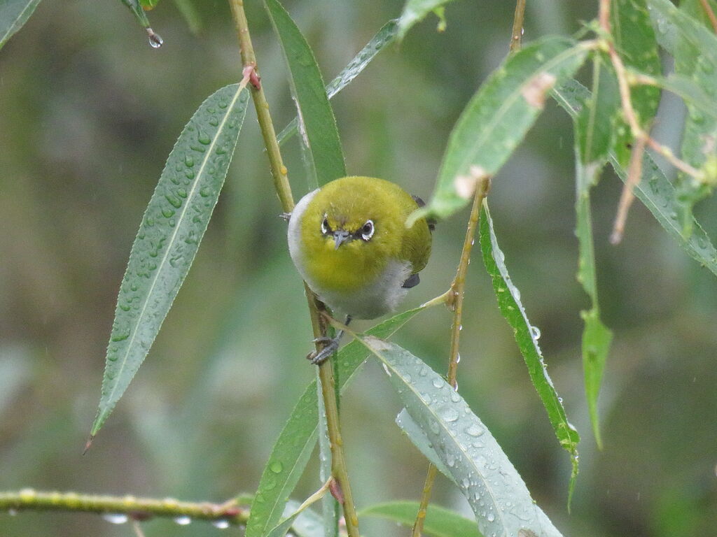 Swinhoe's White-eye