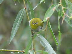 Swinhoe's White-eye