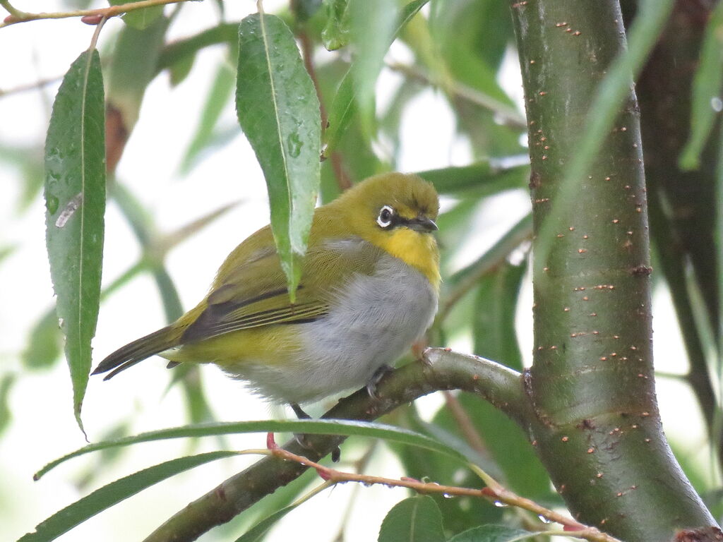 Swinhoe's White-eye