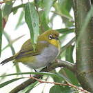 Zostérops de Swinhoe