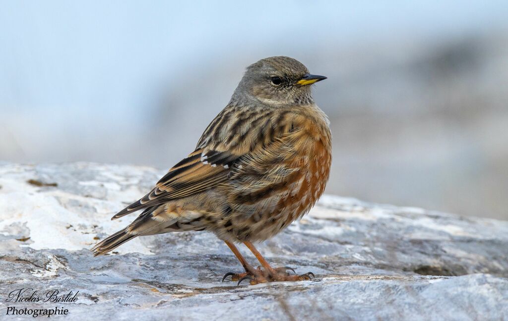 Alpine Accentor