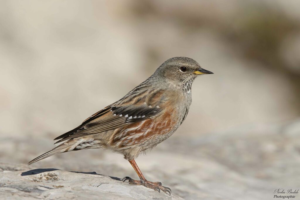 Alpine Accentoradult post breeding, identification