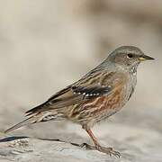 Alpine Accentor