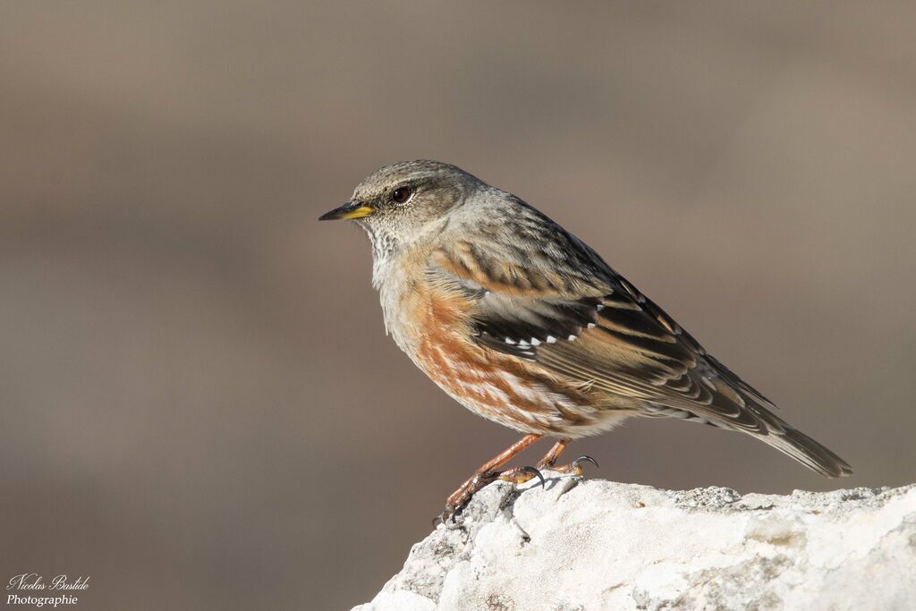 Accenteur alpinadulte internuptial, identification