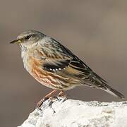 Alpine Accentor