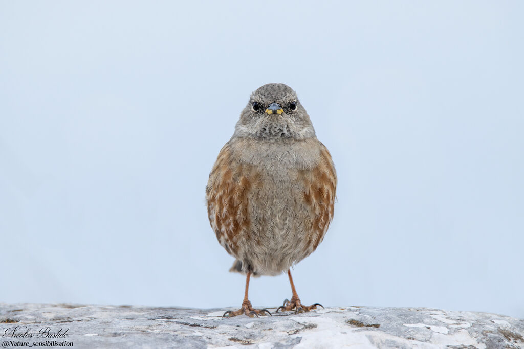 Alpine Accentoradult post breeding, identification, aspect, Behaviour