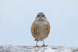 Alpine Accentor