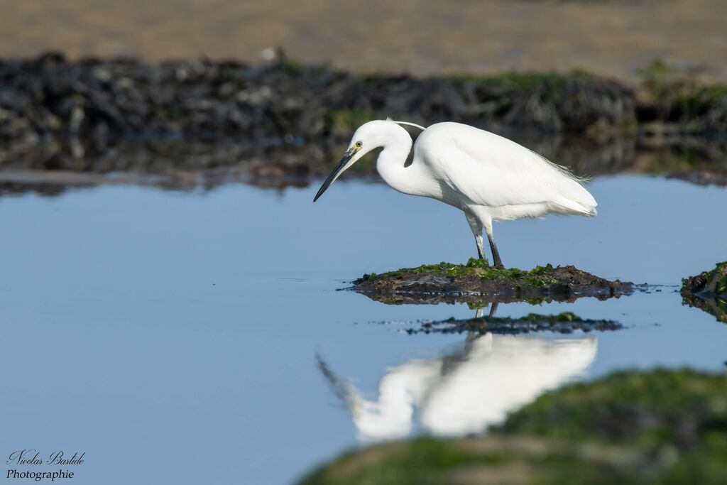 Aigrette garzetteadulte, identification, pêche/chasse