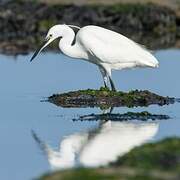 Little Egret