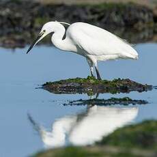 Aigrette garzette