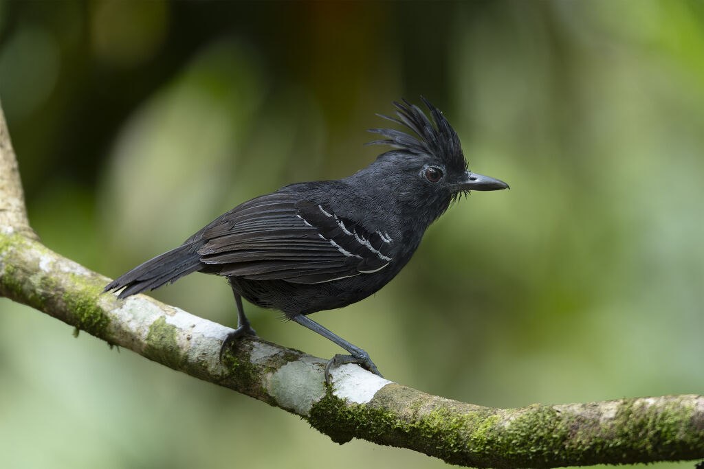 Alapi à huppe rousse