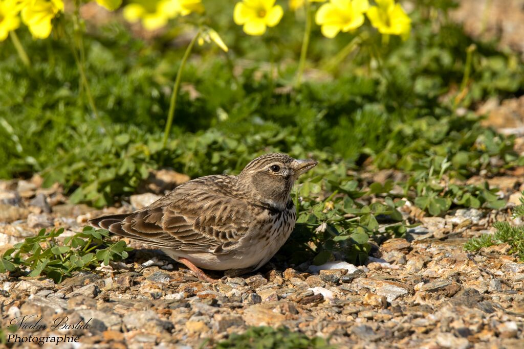 Alouette calandreadulte, identification, composition