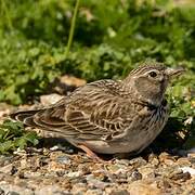 Calandra Lark