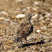 Calandra Lark