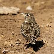 Calandra Lark