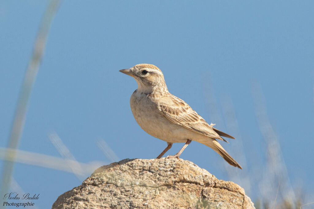 Greater Short-toed Larkadult transition, identification, aspect