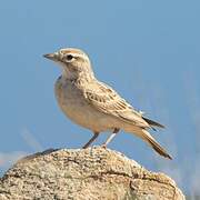 Greater Short-toed Lark