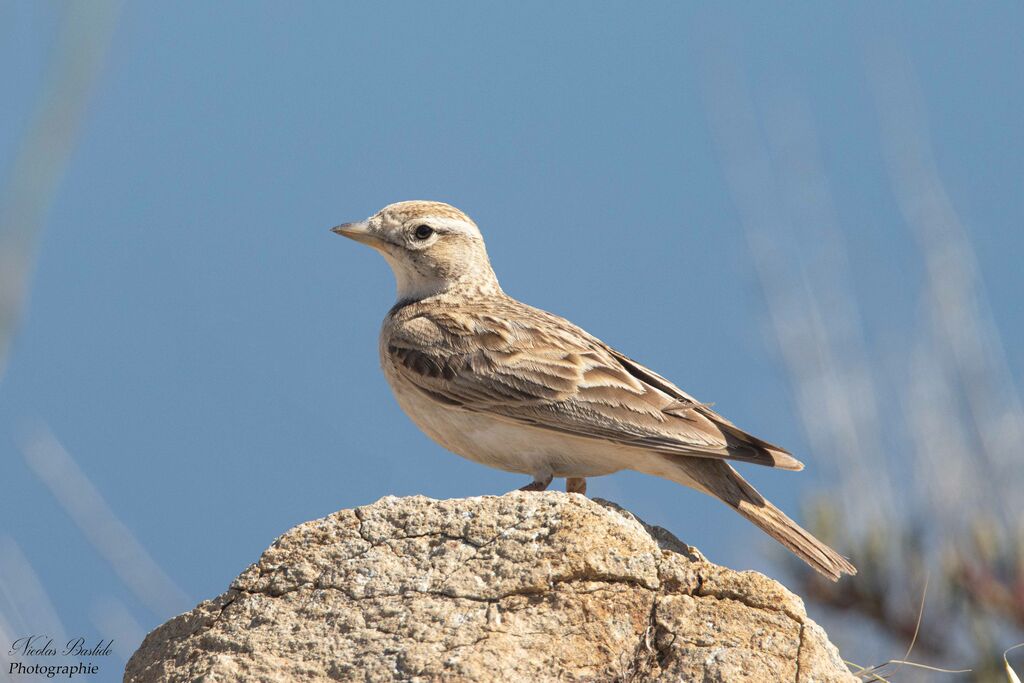 Greater Short-toed Larkadult transition, identification, aspect