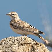 Greater Short-toed Lark