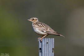 Woodlark