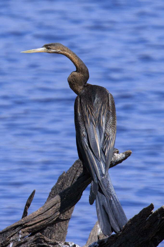 African Darter