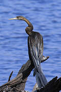 Anhinga d'Afrique