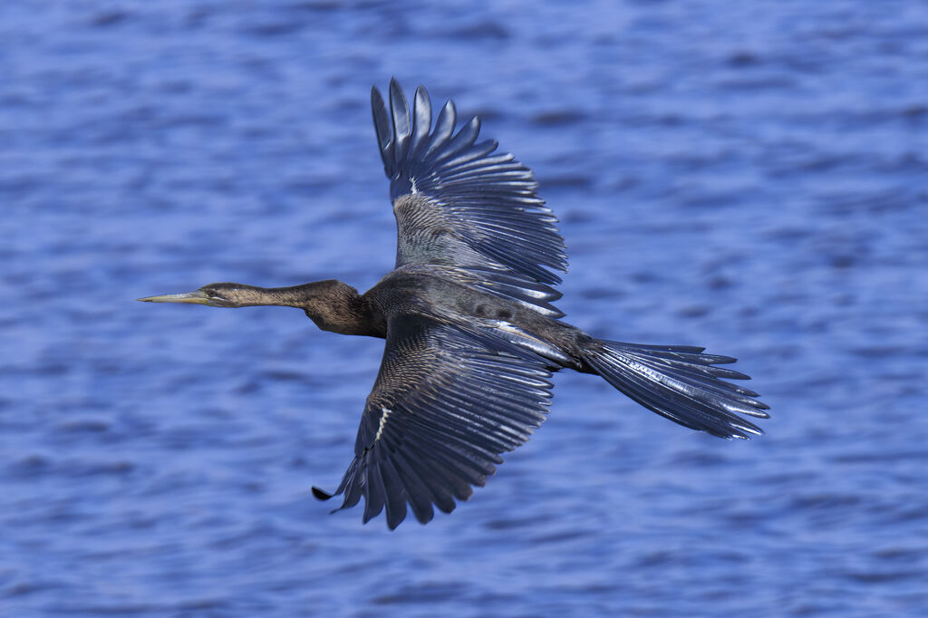 African Darter