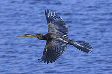 Anhinga d'Afrique