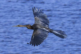 African Darter