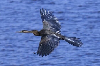 Anhinga d'Afrique