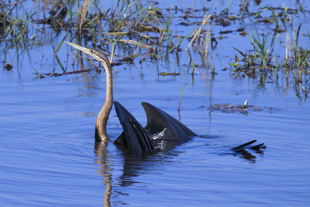 African Darter