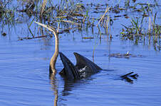 Anhinga d'Afrique