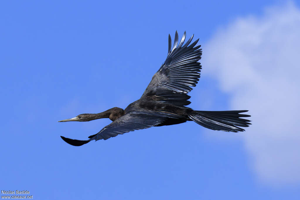 Anhinga d'Afriqueadulte, Vol