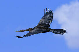 Anhinga d'Afrique