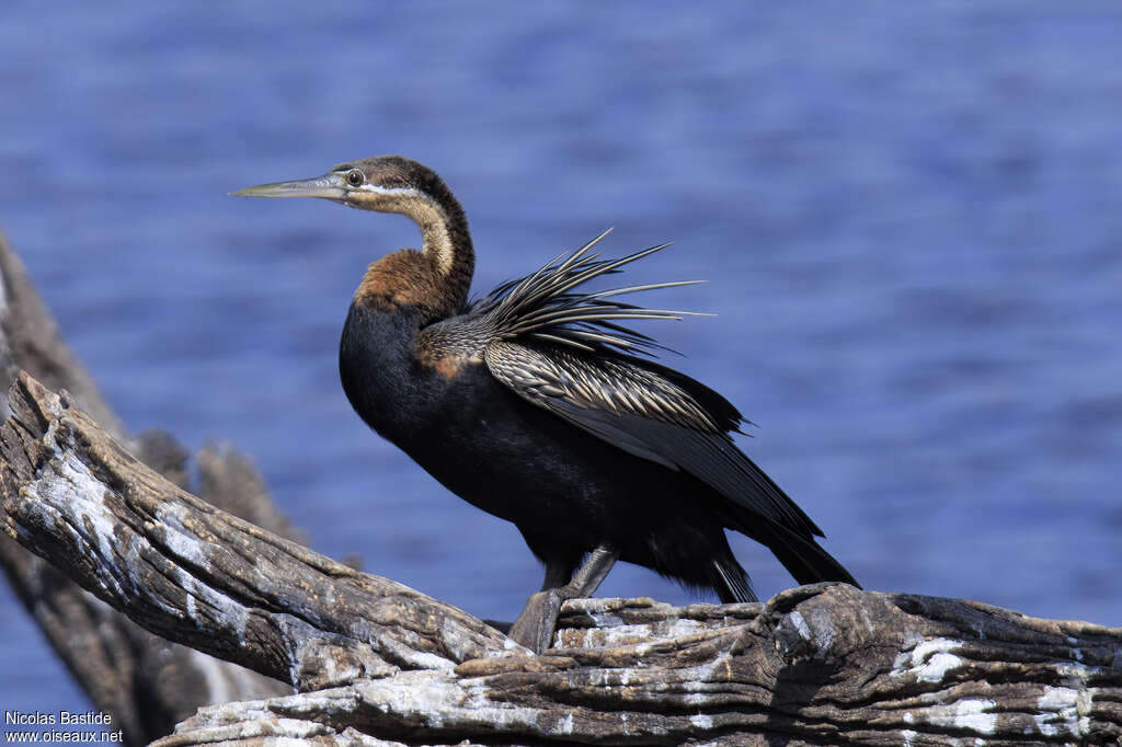 African Darter