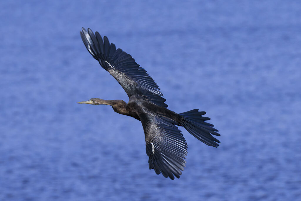 African Darter