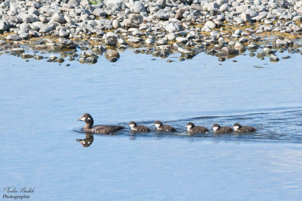 Harlequin Duck, identification, swimming