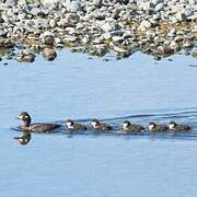 Harlequin Duck