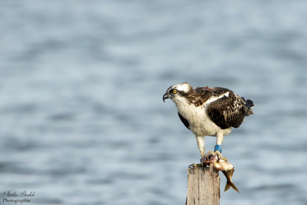 Western Osprey male First year, identification, fishing/hunting, eats