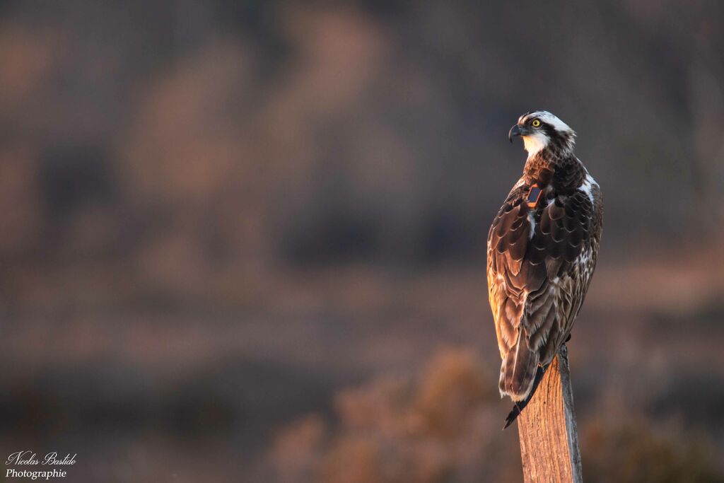 Western Osprey male Second year, identification