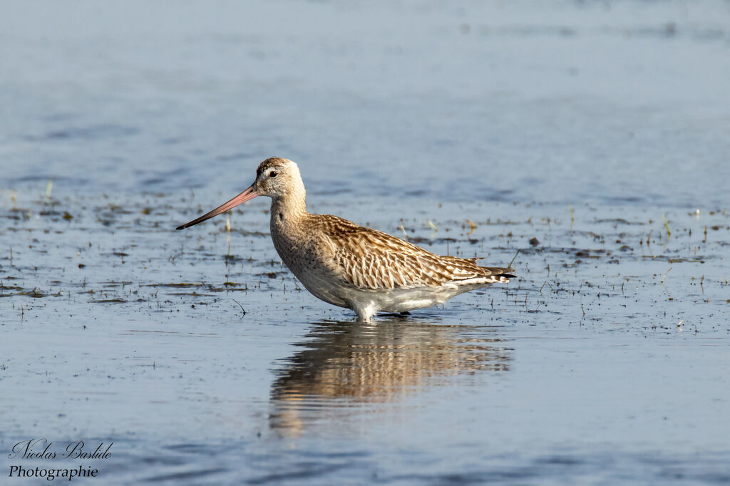 Bar-tailed Godwitadult post breeding, identification, walking