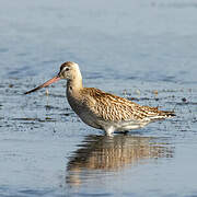 Bar-tailed Godwit