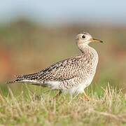 Upland Sandpiper