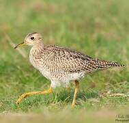 Upland Sandpiper