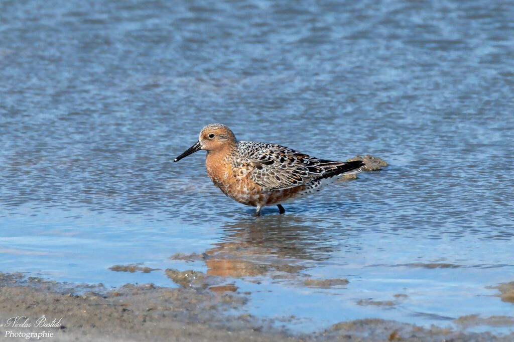 Red Knotadult transition, identification, moulting, walking