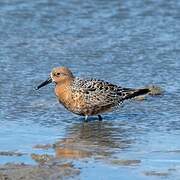 Red Knot