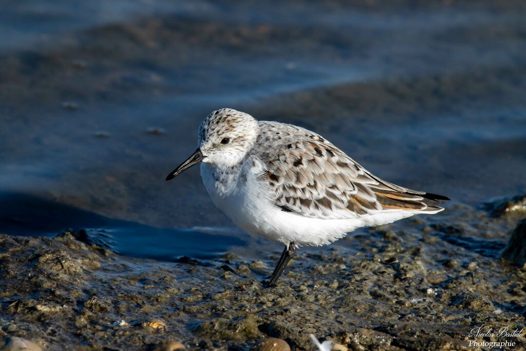 Sanderlingadult transition, identification, moulting