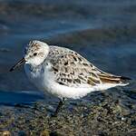 Bécasseau sanderling